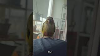 엄마랑 교감중#앵무새#parrot#코뉴어#안녕