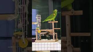 아마존 앵무 우디 노래 (amazon parrot si…