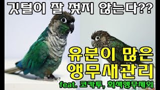 앵무새정보_유분이 많은 앵무새관리(feat. 코카투, …