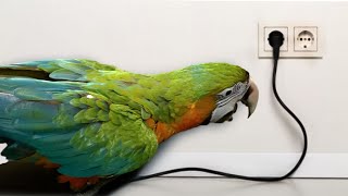 마카우를 키우시려면 꼭 보셔야 합니다 [단점이 없는 앵…