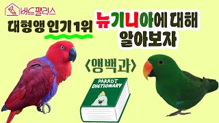 지구젤ㄹ...아니 뉴기니아에 대해 알아보자