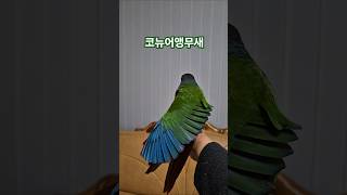 코뉴어앵무새#하랑이#하봉이#parrot#cute