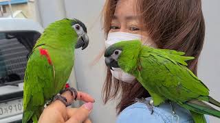 앵무새 한스마카우 한나 뽀미 첫 만남