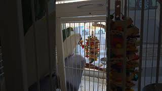 블루아이드 코카투, 황모자아마존 #birdslover …