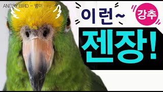 앵무새가 이런 말까지 한다고!!! 젠장 ? 된장? / 막말 / 앵무새가 개콘보다 더 웃기다!!  / 사람과 대화 가능앵무새 / ANGRY BIRD