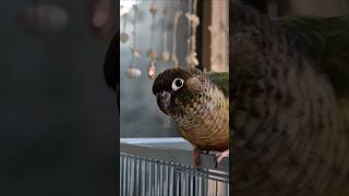 코뉴어앵무새#처음본순간#parrot#하봉이#하랑이#하봉…