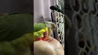 소망이(코뉴어)