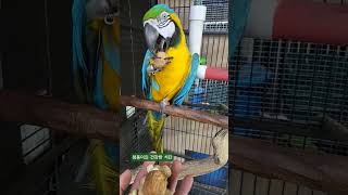 청풍이 견과류 간식 #청금강앵무새 #식단