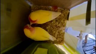 모란앵무새 골든체리 알통 들여다보기 3 (Parrot …