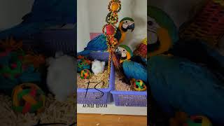 아기 청금강 앵무새