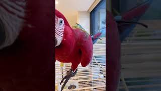 놀리면 극대노하는 앵무새