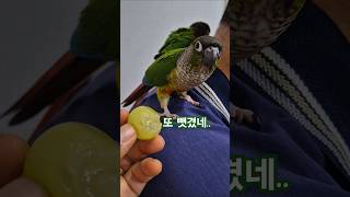 코뉴어앵무새#하랑이#하봉이#동물더빙#더빙농장