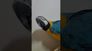 루카의 뽀뽀 #청금강 #청금강앵무새 #마카우 #parrot #macaw #앵무새 #동물 #반려동물 #애완동물 #animal #루카 #산책