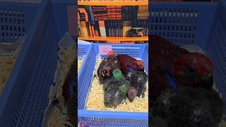 뉴기니아 앵무새, 미디움, 듀컵 코카투 체스넛 마카우 …