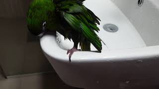 한스마카우 띵동 목욕씬 ^^