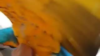 청금강앵무새 캐리 교감중!