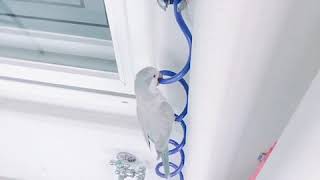 [퀘이커앵무-일구]으챠으챠, 열심히도 오르는 일구 (Quaker parrot "Il-goo", climbing to the peak)