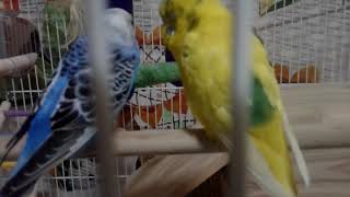 말 잘하는 앵무새]잉꼬,사랑앵무, 앵무새,말하는 앵무새