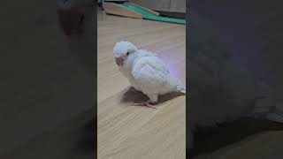 귀여운 아기새                       …