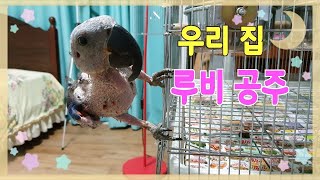재롱둥이 루비의 질문에대한 답변입니다~[연구대상]