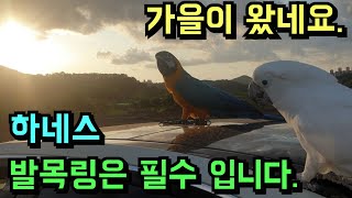 가을이 찾아왔네요. 하네스 발목링은 필수입니다. 청금강 코카투 자유비행