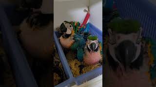 청금강 #birds #앵무새 #parrot #birds…