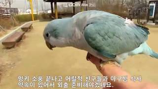 오늘 퀘이커 앵무 첫 외출 와! 짱입니다.