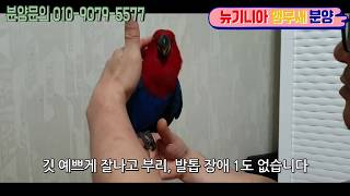 뉴기니아 앵무새 분양합니다 Eclectus parrot sale rehome