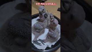 슝슝 커버린 마조니 아가들!(청모자 아마존)