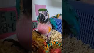 청금강 #parrot #앵무새 #birds #pets …