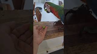 할리퀸 마카우의 샤인머스캣 2개 물고가기#할리퀸마카우 #parrot #앵무새 #funny #birds #먹방#먹보#과일#샤인머스캣