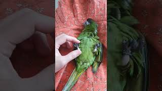 한스마카우 솜이 눕방중