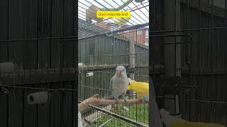Quaker Parrot talking #shorts