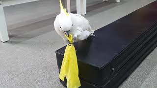 코카투 앵두의 마술쑈