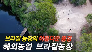 브라질농장풍경,브라질 아침,아침소경,이슬, 풍경,브라질자연풍경,브라질강가,브라질강풍경,유칼립가로수길,가로수길,브라질가로수갈,야자수,호수,브라질호수,브라질 강주변,하늘,구름,