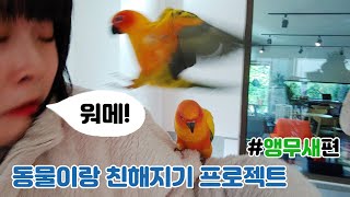 앵무새, 나랑 친구하자 (ft. 양평 여행 앵무새카페 …