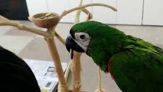 귀 깨무는거 좋아하는 앵무새