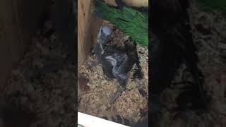 뉴기니아 와 마카우 뉴기니아 새끼 22일차 201905…