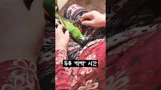 한스마카우 두루 싹싹 시간 #앵무새 #반려동물 #발톱관리 #싹싹