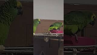 귀농귀촌 아마존앵무새 놀아주기 Playing Amazo…