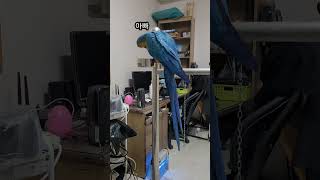 밥한테 말거는 루카 #청금강 #shorts