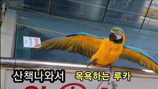 산책나와서 올만에 목욕하는 루카