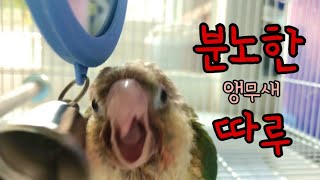 분노한 앵무새! (장난감 다 뿌셔!)