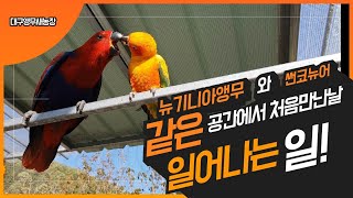 앵무새 합사는 정말 조심해야됩니다. (sunconure and eclectus)