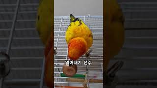 써니야 그건 엄마 화장품이야~ #썬코뉴어 #앵무새 #밀…