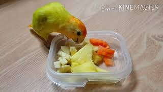 [앵무새 키우기]개구쟁이 빵이 건강식 만들기