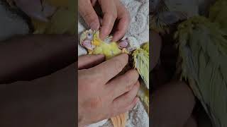 그렇게 좋냐¿¡ㅎㅎ #앵무새 #코뉴어