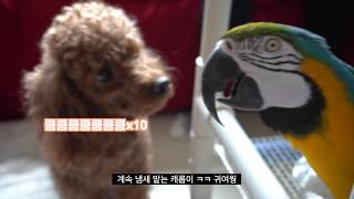 앵무새가 강아지 만나서 보이는 반응!?(앵무새 브이로그…