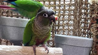 conure parakeet sounds for 7 h…