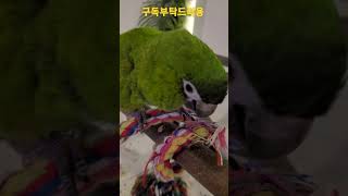 한스마카우 까꿍이 #shorts